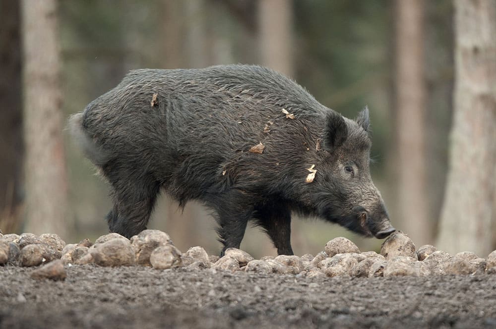 Mer vildsvinskött i de kommunala köken skulle kunna gagna både klimatet och lantbruket, anser politiker i Tingsryd. Foto: Mattias Lilja