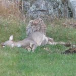 Bara några meter från huset stannar lodjuret en timme för att äta på sitt rådjur. Foto:Ulf Wiik