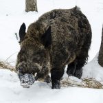 En effektivare vildsvinsjakt efterlyses i många riksdagsmotioner. Foto i hägn: Martin Källberg