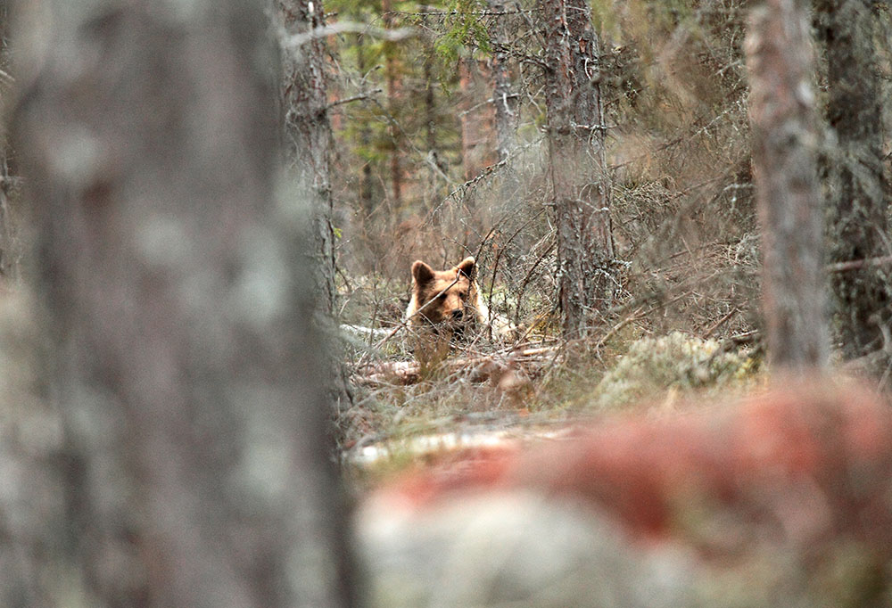 Trots att den norska björnstammen minskar, kan det bli tal om jakt på björn i vissa betesområden till våren. Foto: Olle Olsson