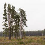 En grupp träd som lämnats kvar vid avverkning. Foto: Jörgen Rudolphi