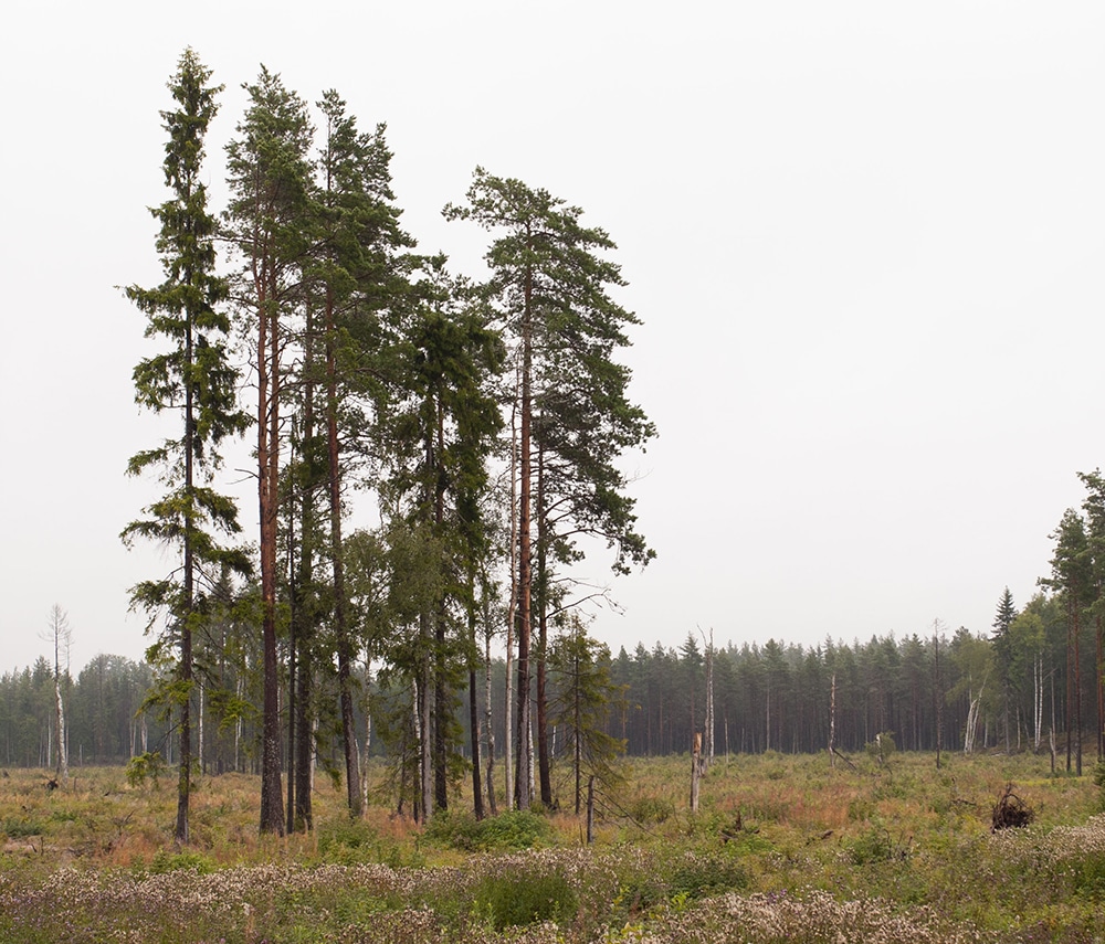 En grupp träd som lämnats kvar vid avverkning. Foto: Jörgen Rudolphi