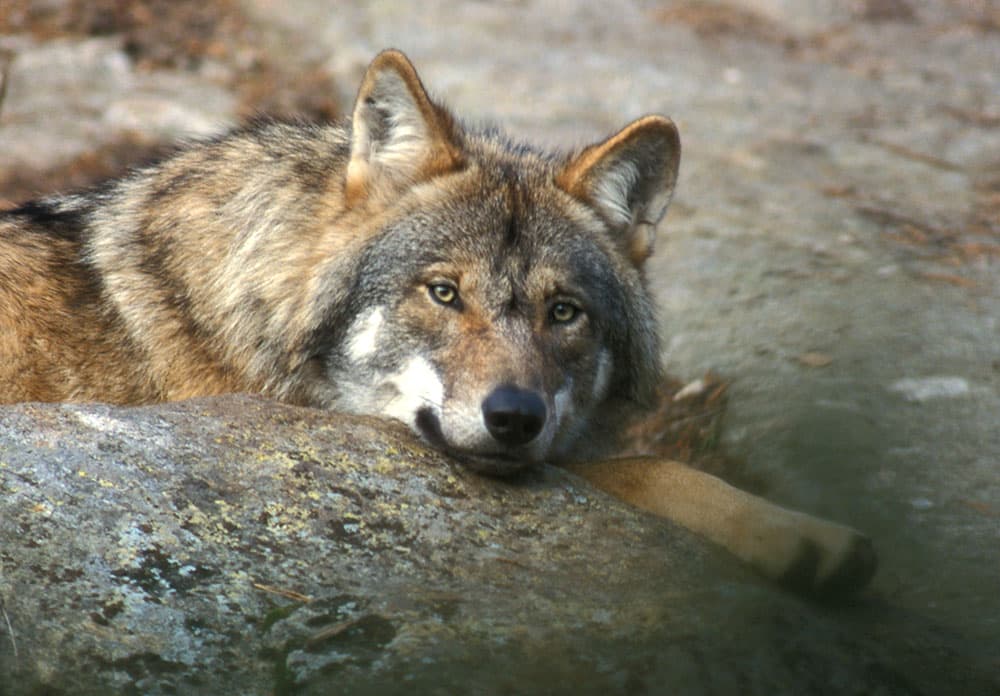 Riksdagsbeslutet om rovdjuren kommer kanske inte att tas den 5 december, utan först den 10 december. Foto: Tero Niemi