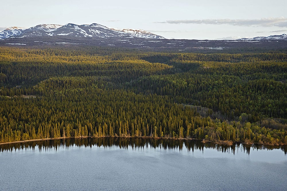 Affären syftar till att öka arealen av skyddad skogsmark i Sverige. Foto: Tomas Johansson