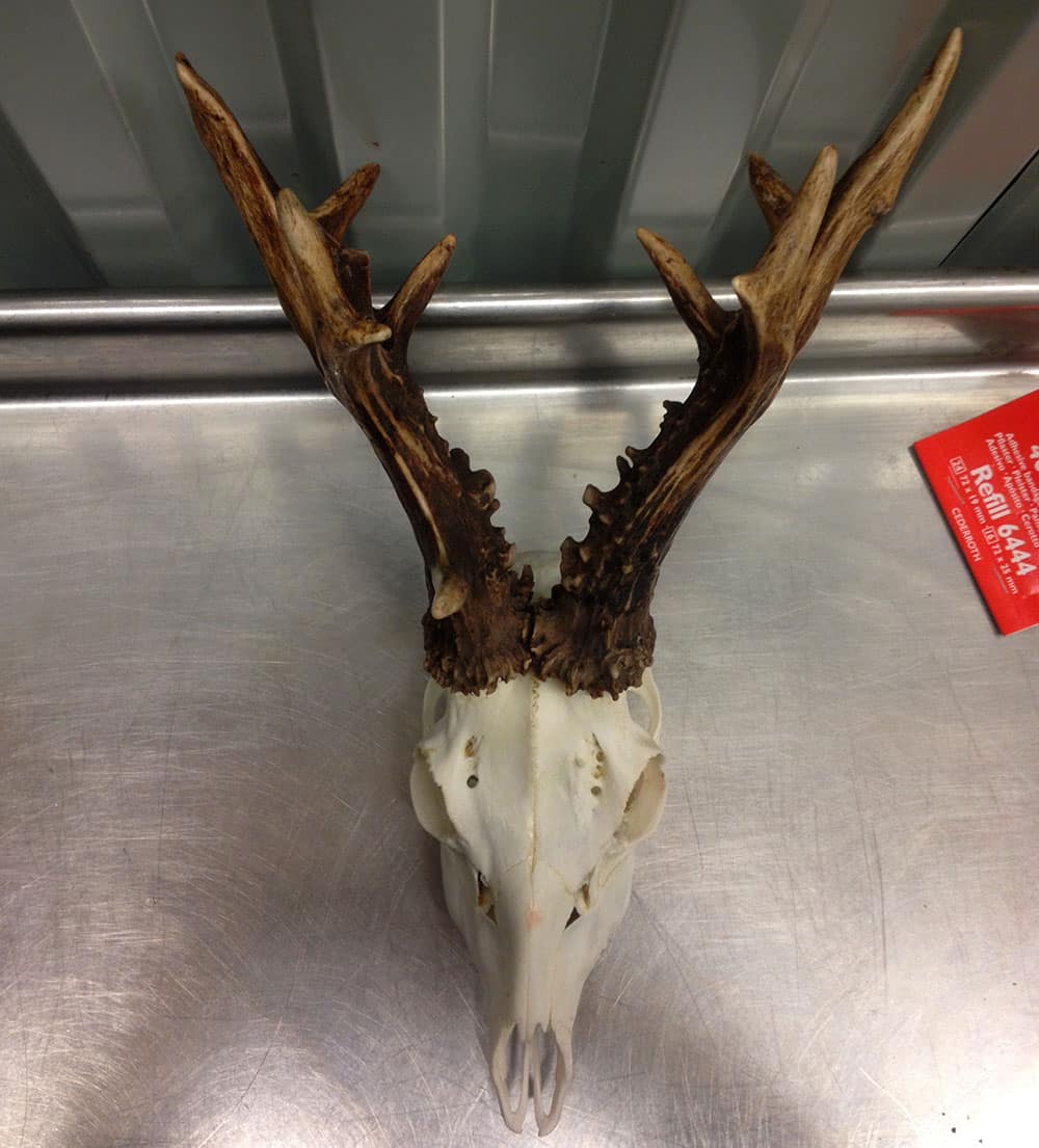 Hornet från den trafikdödade råbocken. Foto: Max Holm