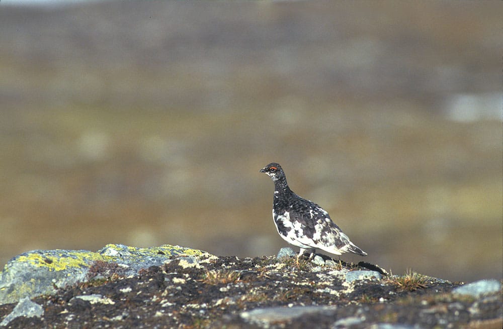 Både för fjällripa och dalripa registrerade forskarna mer än en halvering av den häckande populationen under perioden. Foto: Tero Niemi
