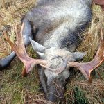 En märklig syn mötte jägaren Lars-Göran Larsson när han kom fram till sin nyfällda åttataggare. En mindre tjurs horn hade under brunststrid brutits av och fastnat mellan skinnet och skallbenet på älgtjurens panna. Foto: Lars-Göran Larsson