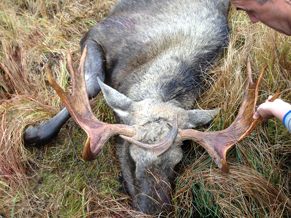 En märklig syn mötte jägaren Lars-Göran Larsson när han kom fram till sin nyfällda åttataggare. En mindre tjurs horn hade under brunststrid brutits av och fastnat mellan skinnet och skallbenet på älgtjurens panna. Foto: Lars-Göran Larsson