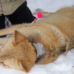 Vargtiken i samband med en av de fyra flyttförsöken i början av februari 2012. Foto: Naturvårdsverket