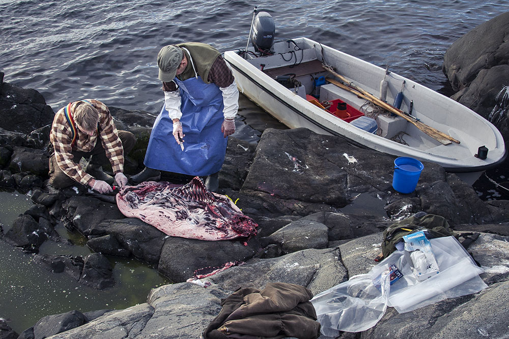 – Utslaget har inget med själva jakten att göra, den är en fråga för sig, men om jägarna inte får avsättning för skinn, olja och kött blir det besvärligt, säger Anders Grahn. Foto: Daniel Sanchez