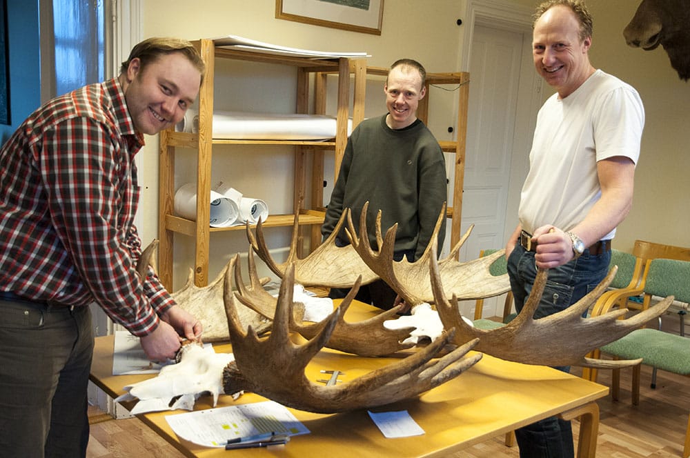 Jaktvårdskonsulent Elias Turesson fick mäta in två älgtroféer till guld när jägarna och bröderna Anders och Dag Gustavsson kom med sina horn till Skedhult på tisdagen. Foto: Jan Henricson