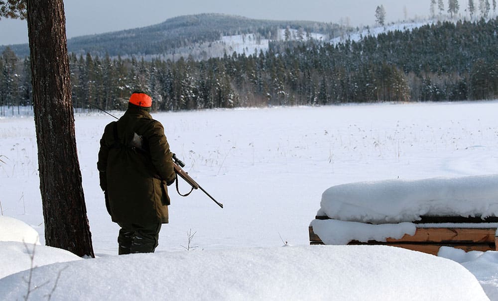 Beslut om vargjakt i vinter är taget, men kommer jakten att kunna genomföras? Foto: Olle Olsson