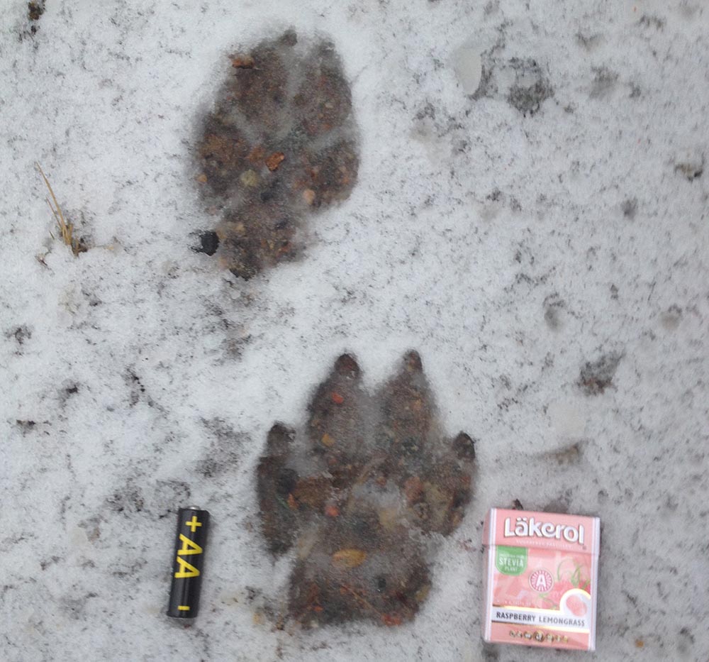 Vargen hade följt skogsarbetarna cirka 300 meter in i skogen. Foto: Per Mellström