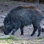 Dags för skyddsjakt på åländska vildsvin? Foto: Martin Källberg