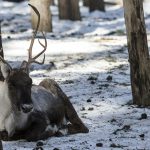 Skogsrenen är viktigare än vargen i Finland. Foto: Olle Olsson