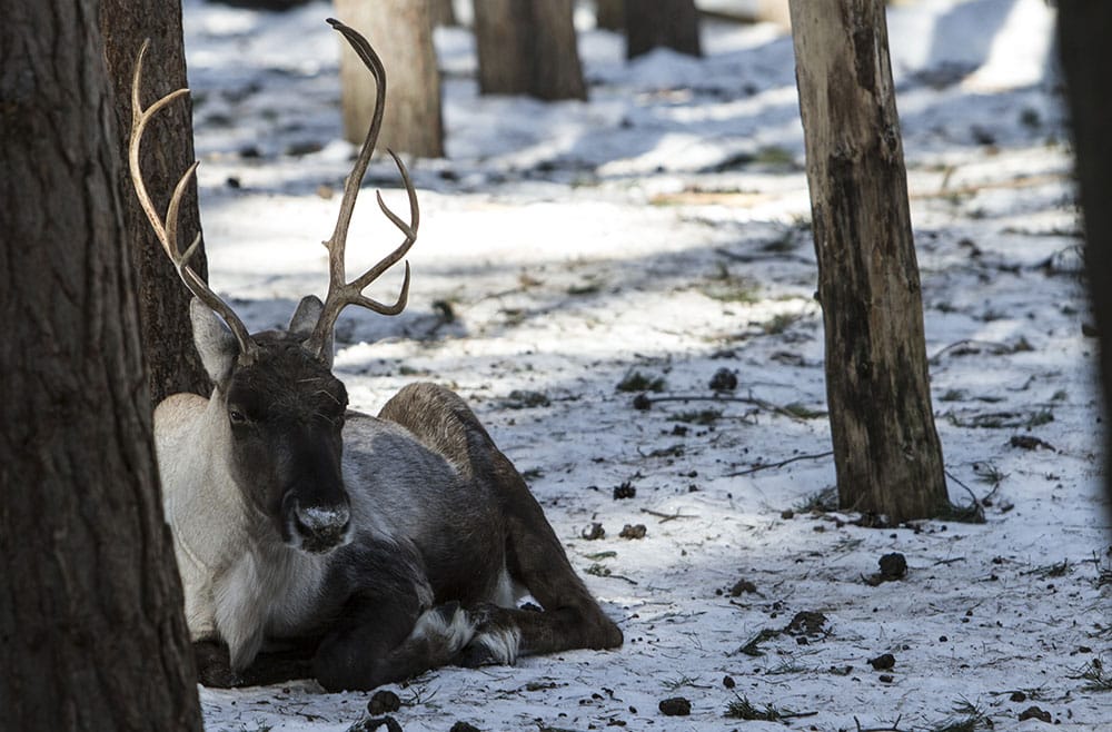 Skogsrenen är viktigare än vargen i Finland. Foto: Olle Olsson