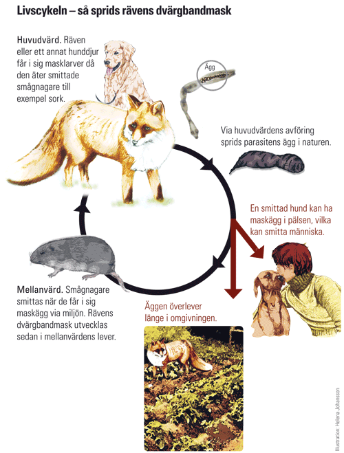 Parasitens livscykel. Illustrationer: Helena Johansson/SVA