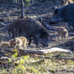 Jordbruksverket vill gärna se en bättre fungerande marknad för vildsvinskött. Foto: Martin Källberg