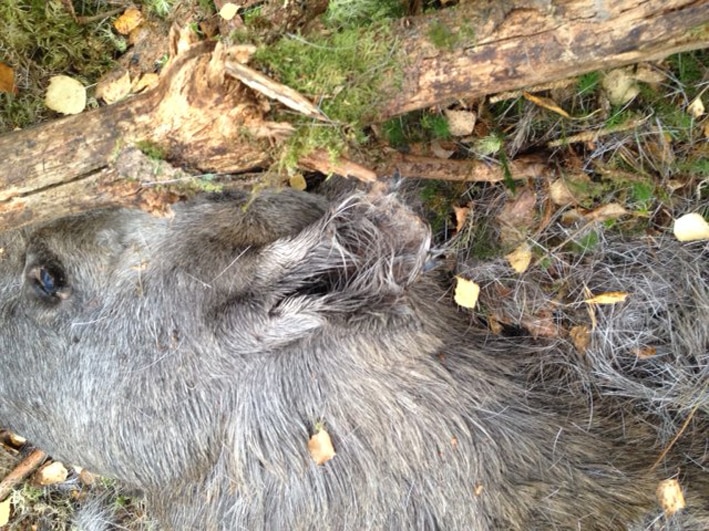 Trafikdödad älgko som hade deformerade öron. Foto: Privat