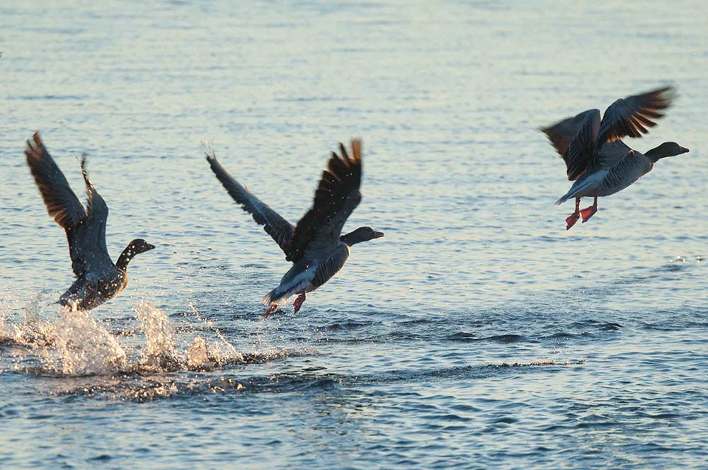Att flyga i V-formation handlar om att utnyttja luftströmmar ekonomiskt. Foto: Mattias Lilja