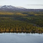 Priserna på skogsmark sjönk under 2013. Mest i Norrland där de föll med hela 12 procent. Foto: Tomas Johansson