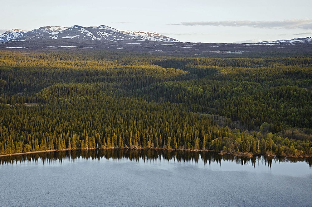 Priserna på skogsmark sjönk under 2013. Mest i Norrland där de föll med hela 12 procent. Foto: Tomas Johansson