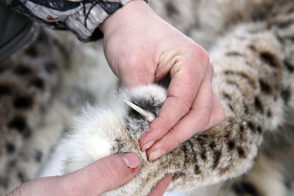 Tanken är att det ska bli licensjakt på lodjur i vinter. Men mycket tyder på att det är Naturvårdsverkets formulering i jaktbeslutet som avgör om planerna blir verklighet. Foto: Olle Olsson