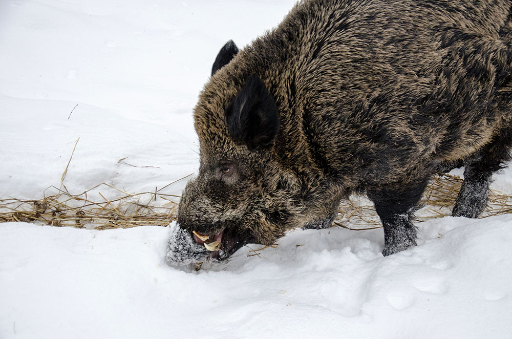Om en månad får 15.000 svenskar frågan om de är rädda för vildsvin. 2009 var en av tre svenskar det. Foto: Martin Källberg