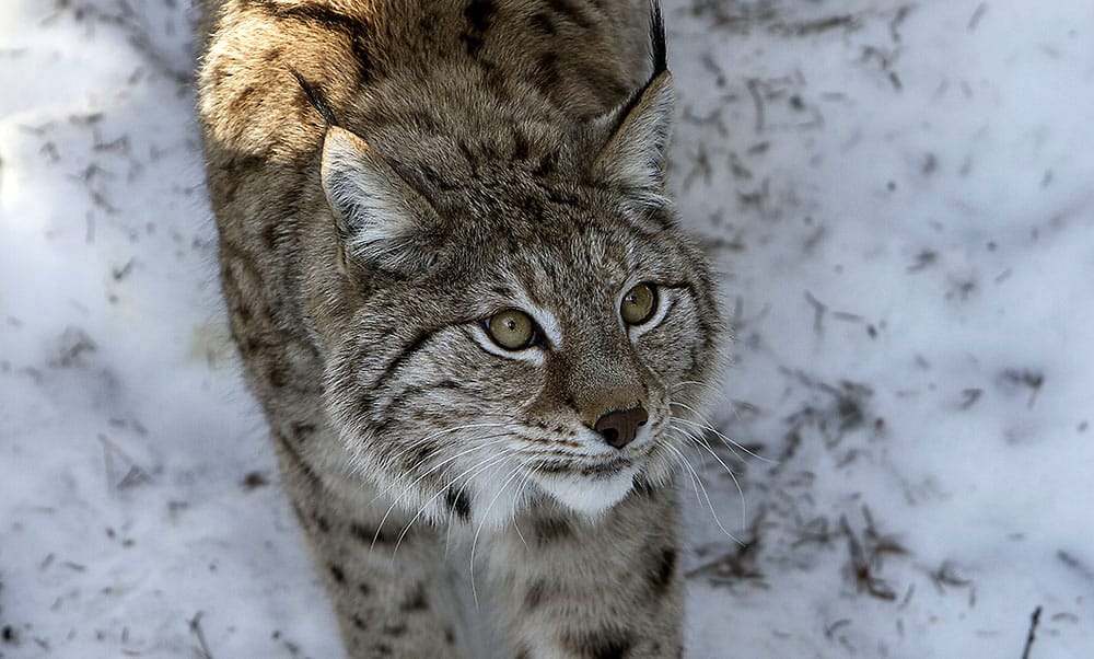 11 lodjur får fällas i år. Förra årets tilldelning var på 25 djur. Foto: Olle Olsson