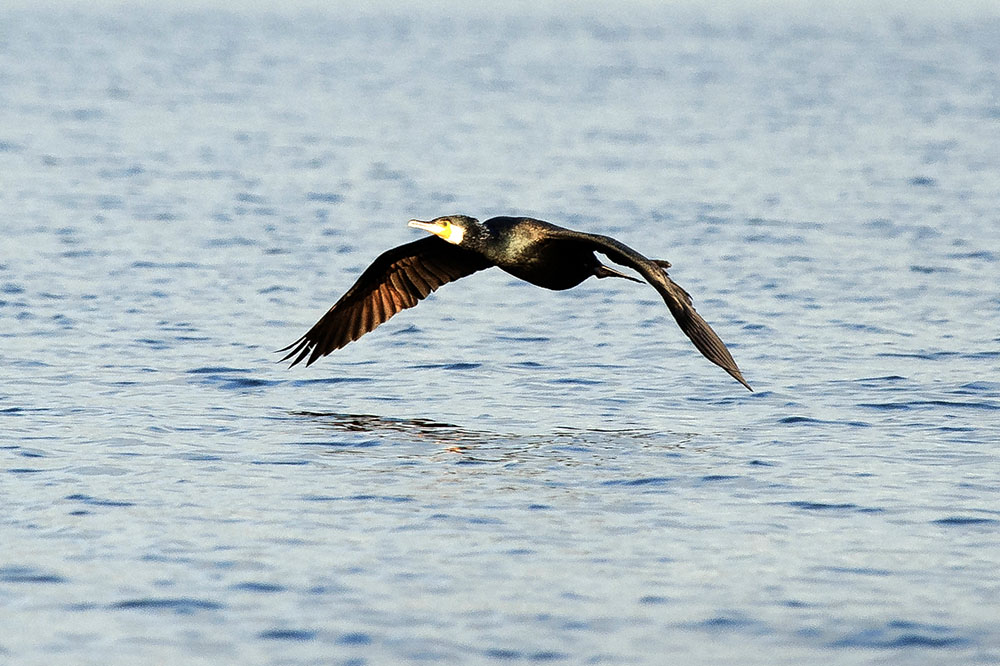 Naturvårdsverket bedömer att det räcker med skyddsjakt på skarv. Foto: Mattias Lilja