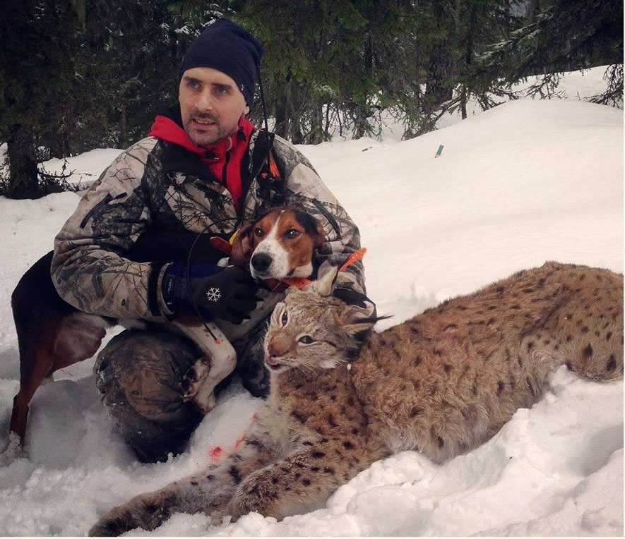 Stefan Lindström med unga finnstövaren Lynx samt helgens andra fällda lodjur. Foto: Markus Qvist