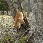 Tydliga klös- och bitmärken på trädstammarna visade hur räven kämpat för att ta sig loss. Foto: Yvonne Myrberg