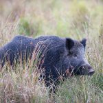 Vildsvinen har blivit en kommunal angelägenhet i Östergötland. Foto: Mattias Lilja