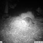 Tvättbjörnen är framme och äter majs på en vildsvinsåtel. Från vänster kommer även en grävling fram och äter. Foto: Roger Lundberg