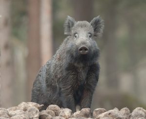 Eventuell utfodring av vildsvin ska huvudsakligen ska ske i avledande syfte och med små fodergivor, enligt den nya planen. Foto: Mattias Lilja