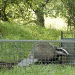 Ett av de viltvårdens fyra ben som bildar hörnstenarna i studiecirkeln – predatorkontroll. Foto: Jan Henricson