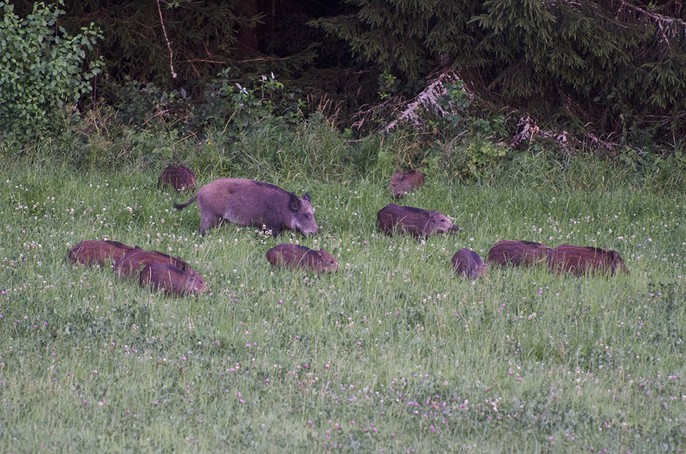 Vanligtvis konstateras trikiner i större vildsvin, men den här gången var det en kulting som var smittad. Foto: Martin Källberg