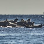 Antalet knubbsälar som får skjutas i Västra Götaland har ökat med 20 jämfört med föregående år. Foto: Daniel Sanchez