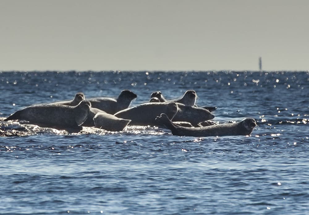 Antalet knubbsälar som får skjutas i Västra Götaland har ökat med 20 jämfört med föregående år. Foto: Daniel Sanchez