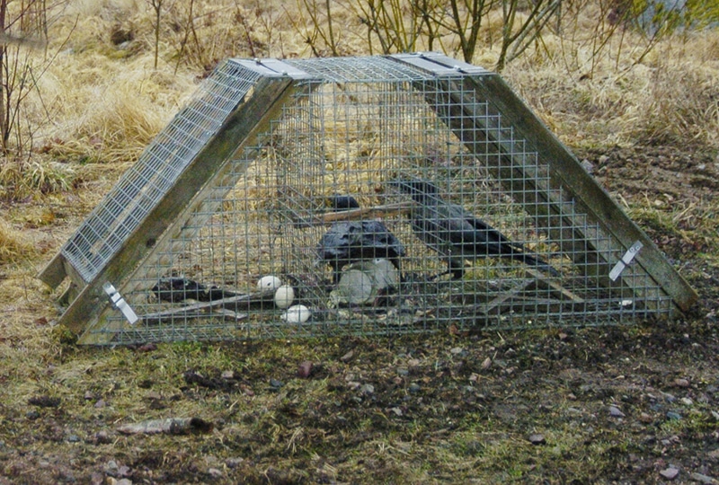 Ordinarie jakttid på kråka tar slut 15 april på Gotland. Några utsedda jägare kan fortsätta jakten ytterligare en månad för att skydda nyfödda lamm. Med skjutvapen eller, som här, med fälla. Foto: Jan Henricson