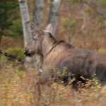Senarelägg älgjaktpremiären med en vecka i oktober för att inte störa älgarnas brunst, föreslås i en skrivelse till Svenska Jägareförbundet. Foto: Jan Henricson