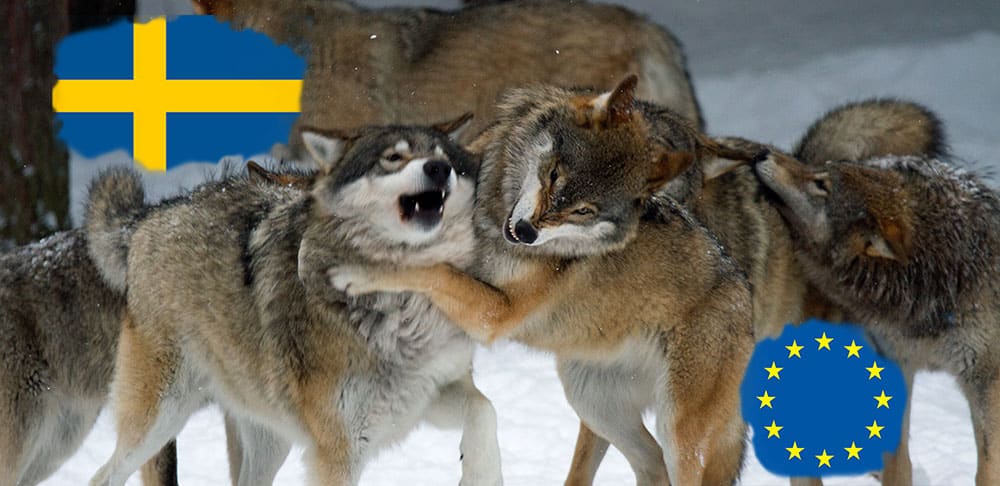 Svenska jaktfrågor ska debatteras av kandidater till EU-valet. Montage: Olle Olsson