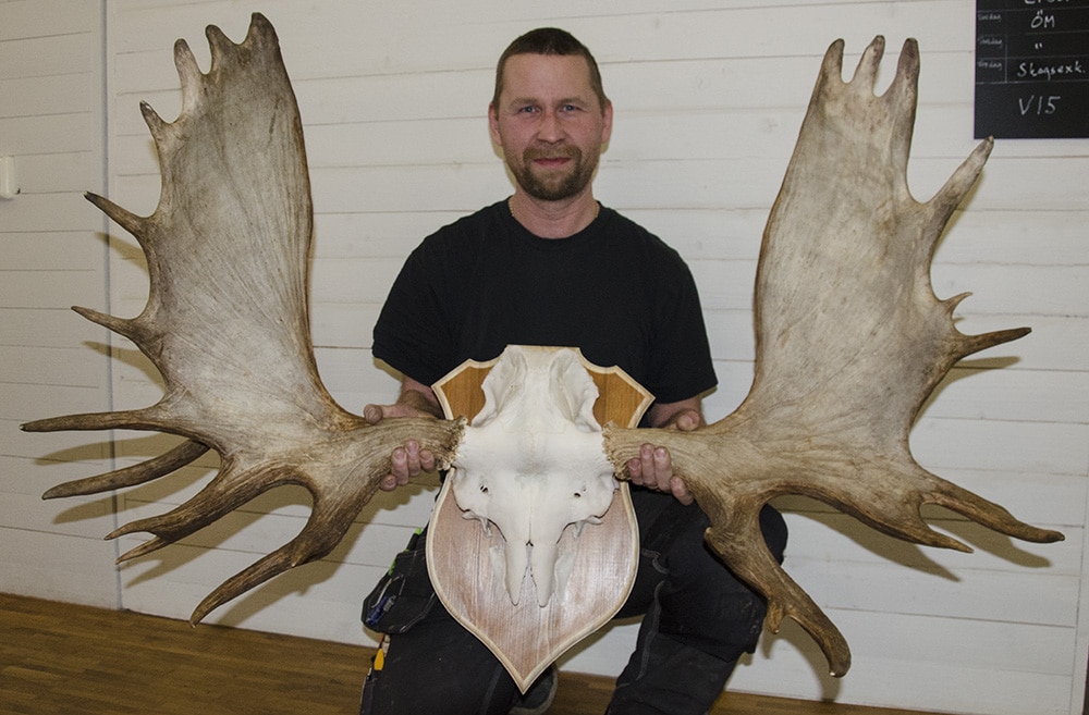 353,5 poäng mätte älgtrofén från Vilhelmina. Skytten Fredrik Hasselquist har fått sitt livs trofé. Foto: Magnus Rydholm