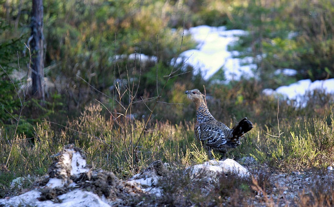 Tjädern är en ovanlig fågel i Skåne. Foto: Olle Olsson