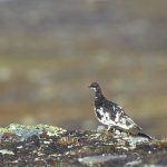 Jägareförbundet i Västerbotten samt två fågelhundsklubbar är kritiska till förändringarna i fjälljakten. Foto: Tero Niemi