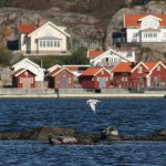 Tiden för skyddsjakt på knubbsäl kan komma att begränsas på sommaren. Jägareförbundet föreslår istället att jakttiden förlängs med årets första fyra månader. Foto: Daniel Sanchez