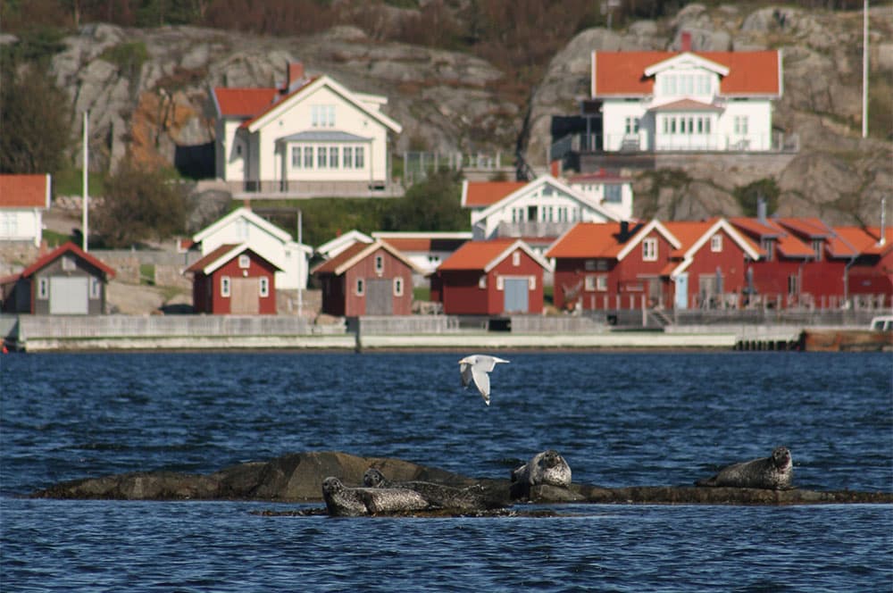 Tiden för skyddsjakt på knubbsäl kan komma att begränsas på sommaren. Jägareförbundet föreslår istället att jakttiden förlängs med årets första fyra månader. Foto: Daniel Sanchez