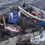 110 knubbsälar får fällas på västkusten. På östkusten får 290 gråsälar fällas. Foto: Daniel Sanchez