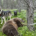 Utländska jaktturister betalar mellan 100.000 och 150.000 för att få fälla en svensk björn enligt tidningen Besöksliv. Foto: Olle Olsson