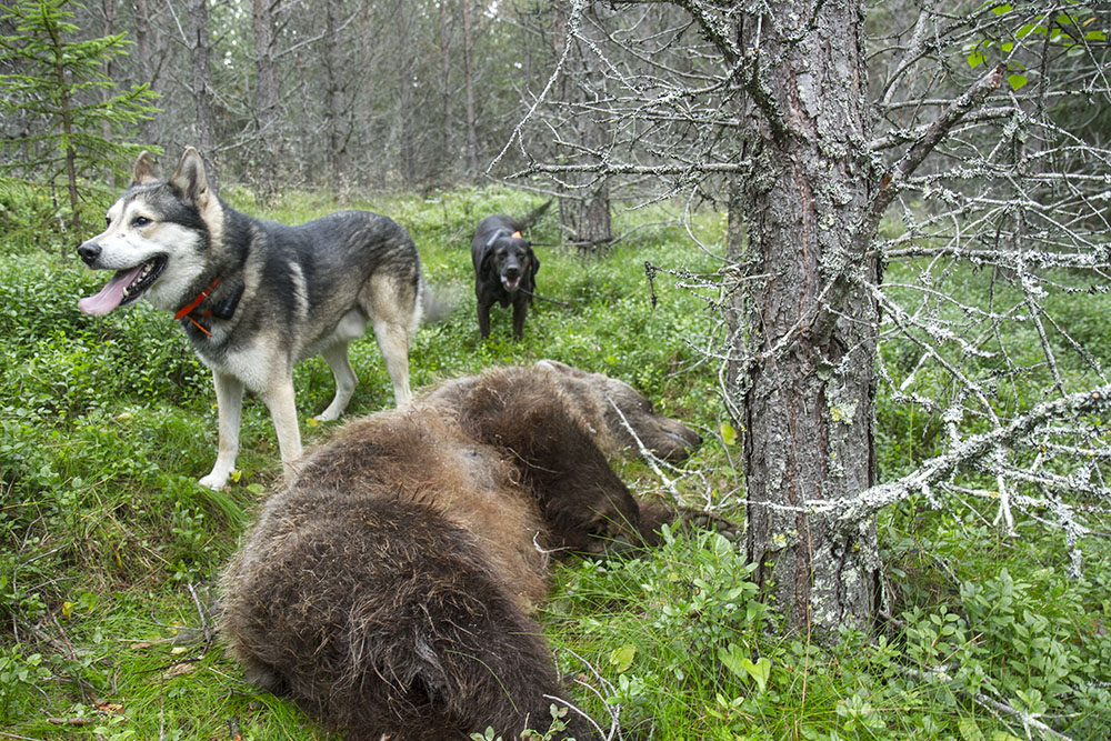 Utländska jaktturister betalar mellan 100.000 och 150.000 för att få fälla en svensk björn enligt tidningen Besöksliv. Foto: Olle Olsson